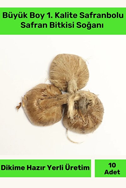 Pastimore Premium Dikime Hazır Yerli Üretim Büyük Boy 1. Kalite Safranbolu Safran Bitkisi Soğanı