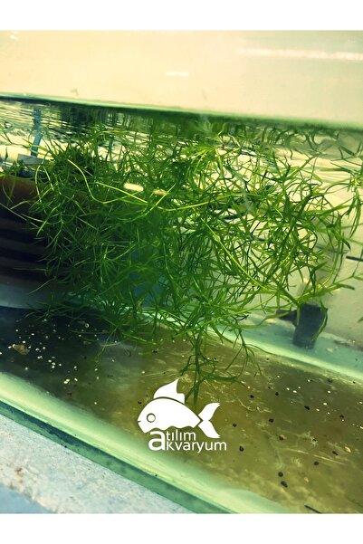 Atılım Akvaryum Lepistes Otu Egeria Najas, Kolay Kum Gerektirmeyen Canlı Akvaryum Bitkisi 5 Dal