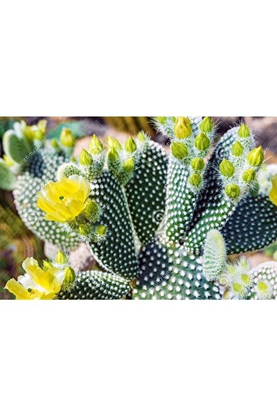 cantropikal Opuntia Microdasys Sarı Çiçek Açan Tavşan Kulağı Sukulent Kaktüs