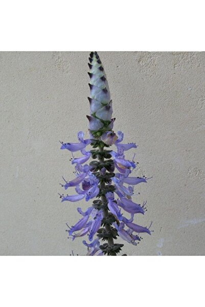 cantropikal Plectranthus Amboinicus Mis Kokulu Küba Kekiği Sukulent