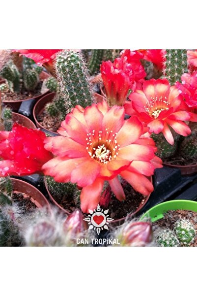 cantropikal Chamaecereus Dark Orange, Koyu Turuncu Büyük Çiçek Açan Kaktüs