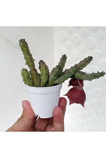 cantropikal Huernia Keniensis Koyu Kırmızı Çiçek Açan Leş Kaktüs