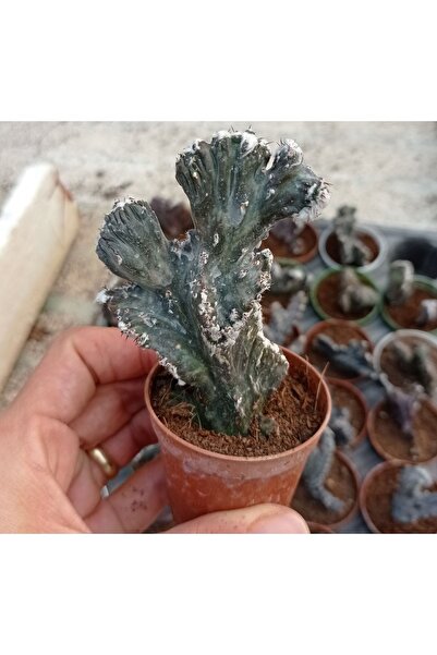 cantropikal Monvillea Spegazzini F Kristata Kaktüs 5,5 Cm Çaplı Saksıda