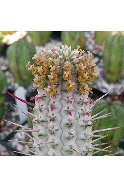 cantropikal Euphorbia Mammillaris Variegata Sukulent Nadir Kaktüs