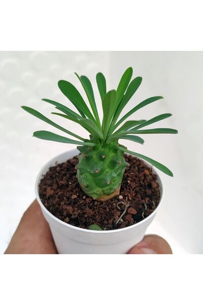 cantropikal Euphorbia Japonica, Sukulent