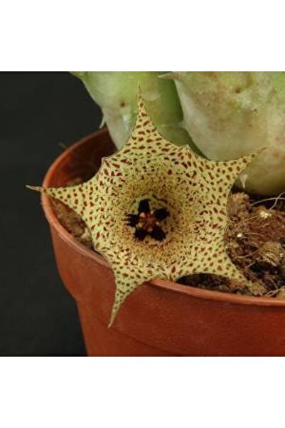 cantropikal Huernia Boleana  Benekli Çiçek   Asclepiadaceae  Leş Kaktüs