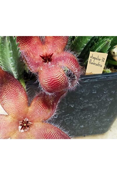 cantropikal Stapelia Flavirostris - Devasa Çiçek Açar - Leş Kaktüs