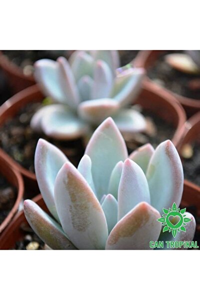 cantropikal Xpachyveria Powder Puff Pachyphytum Hybrid Pudralı Sukulent