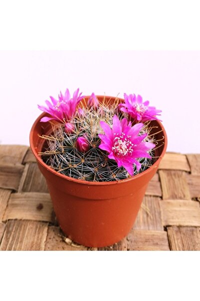 cantropikal Mammillaria Crinita, Pembe Çiçek Açan Kaktüs