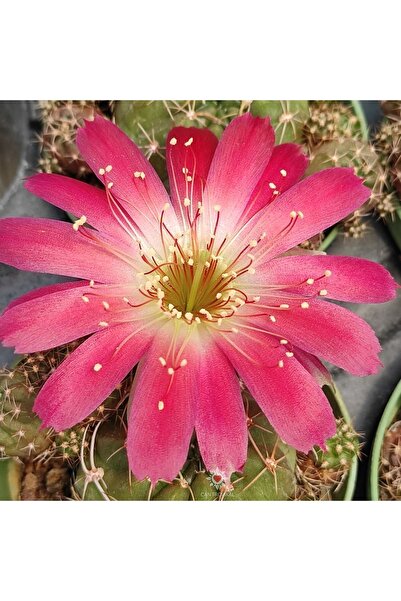 cantropikal Lobivia Pembe Çiçekli Kaktüs Sukulent