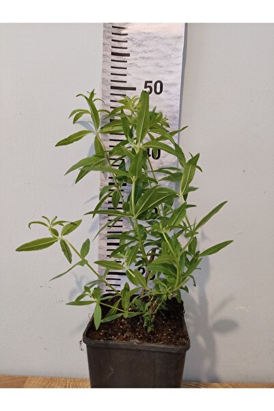Zambak Limon Otu Bitkisi (LEMON BEEBRUSH, ALOYSİA CİTRODORA, MELİSA) - Ferahl...