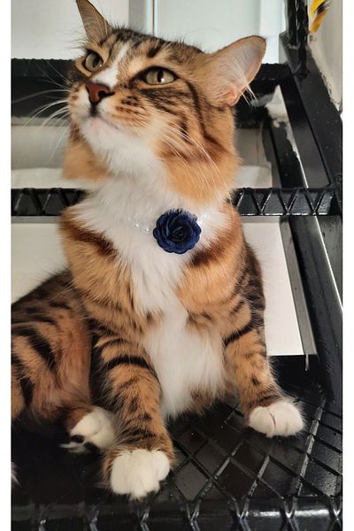 Cebera MG Blue Rose Pearl Cat Collar - Cat Collar - Cat Necklace