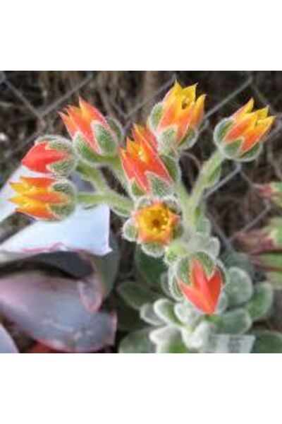 cantropikal Echeveria Frosty Buz Rengi Turuncu Çiçek Açan Sukul...