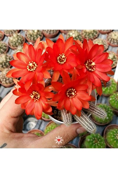 cantropikal Echinopsis Chamaecereus, Kırmızı Turuncu Çiçek Açan Kaktüs
