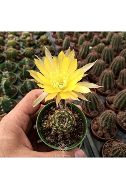 cantropikal Lobivia Arachnacantha - Sarı Renk Çiçek Açar - Kaktüs