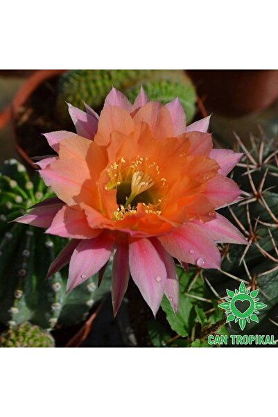 cantropikal Echinopsis Hybrid Pembe Turuncu Çiçek Açan Sukulent Kaktüs