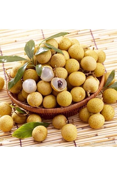 YavuzTropikalFidan Longan (EJDERHA GÖZÜ) Fidanı 2 Yaş 10-15 Cm (2 ADET)