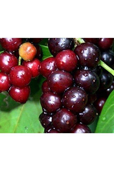 Floramut Tüplü Laz Kirazı Karayemiş Fidanı (40-60 Cm)