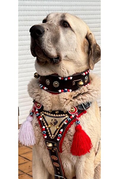 Sürmeli Tasma Gladyatör Kangal Köpek Tasma Seti Hakiki Deri Göğüslük Boyunluk 1. Sınıf