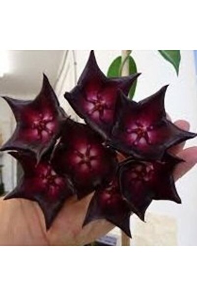 Antalya tropiksera Hoya Cv. Rainfrost - Kokulu Mum Çiçeği 10-20 Cm Boyda, Top...