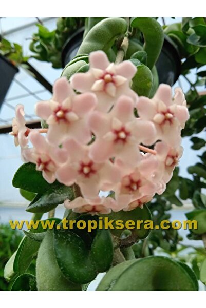Antalya tropiksera Hoya Compacta - Kokulu Mum Çiçeği 10*20 Cm Boyda, Mini Sak...