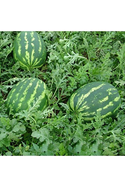 Ziraat Evim Yerli Alaca Karpuz Tohumu 100 Adet