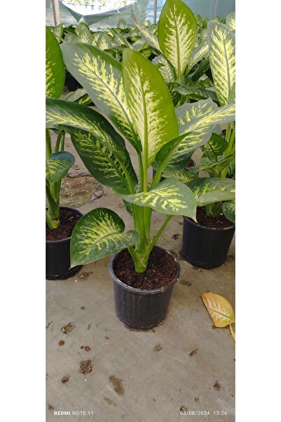 ÇİÇEK EVRENİ Difenbahya Bitkisi (DİEFFENBACHİA TROPİC SNOW) Ağlayan Çiçek 60-...