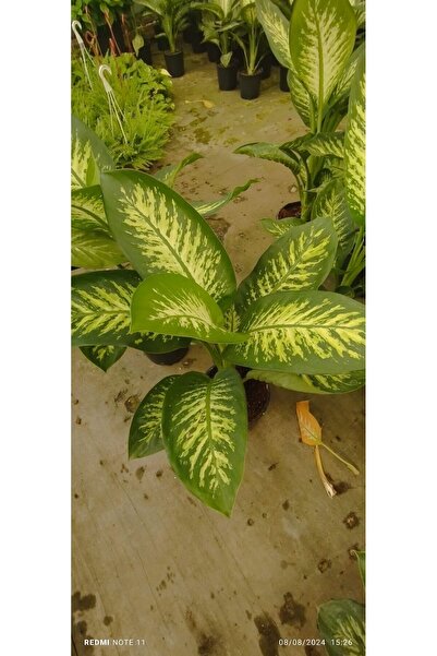 ÇİÇEK EVRENİ Difenbahya Bitkisi (DİEFFENBACHİA TROPİC SNOW) Ağlayan Çiçek 60-80cm, Çiçek Evreni, Salon Bitkisi