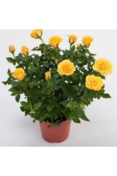 Bilgarden Lina Sarı Bodur Yediveren Gül Çiçeği Fidesi (1 adet Paper Potta)