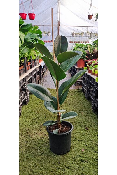 Genel Markalar Kauçuk Bitkisi ( 70-90 Cm ) Ev Bitkisi Ofis Bitkisi Salon Bitk...