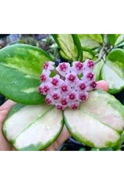 Antalya tropiksera Hoya Obovata Variegate - Kokulu Mum Çiçeği 20 Cm Boyda, To...