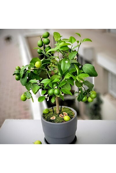 Akdeniz Fidan Bodur Yediveren Misket Lime Aşılı Ve Mis Kokulu