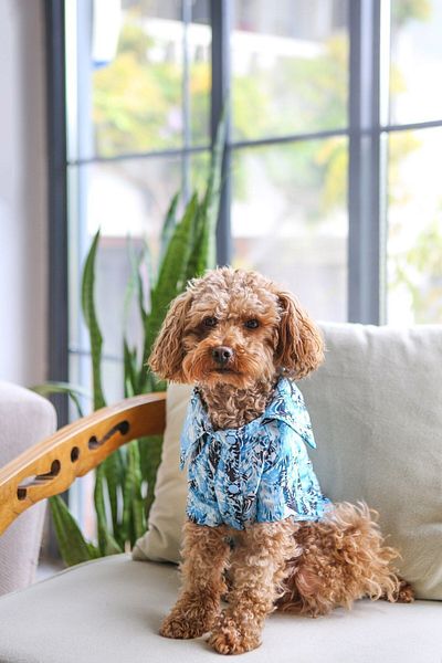 salya store Summer Dog Shirt Summer Vibes 0-15kg Small Breed Dog Clothing