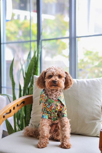salya store Summer Dog Shirt Summer Flowers 0-15kg Small Breed Dog Clothing