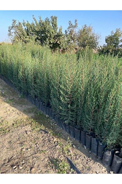 Bahçem Fidancılık Mezarlık Servisi Fidanı - Kara Servi 150 Cm