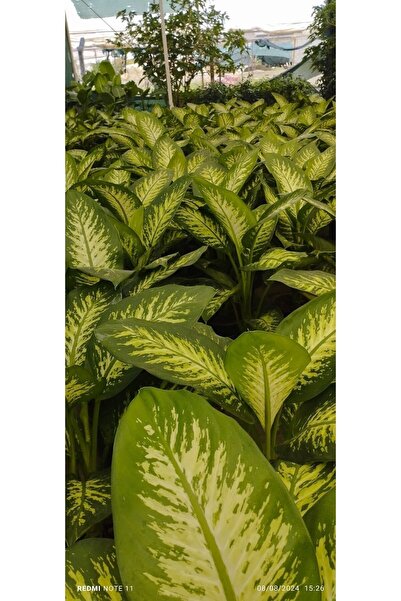 ÇİÇEK EVRENİ Difenbahya Bitkisi (DİEFFENBACHİA TROPİC SNOW) Ağlayan Çiçek 60-80cm, Çiçek Evreni, Salon Bitkisi