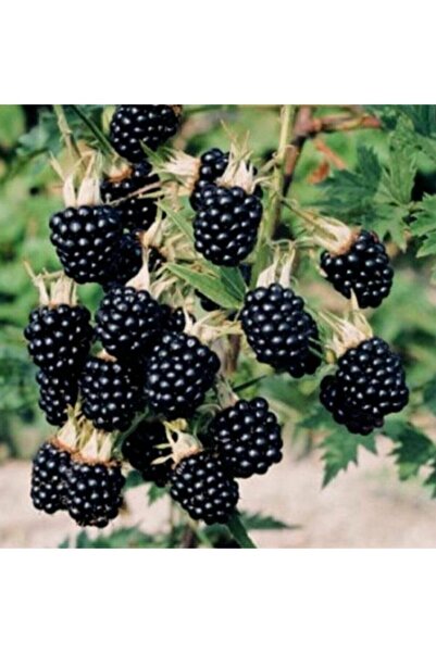 Önderler 5'li Dikensiz Yediveren Böğürtlen Fidanı