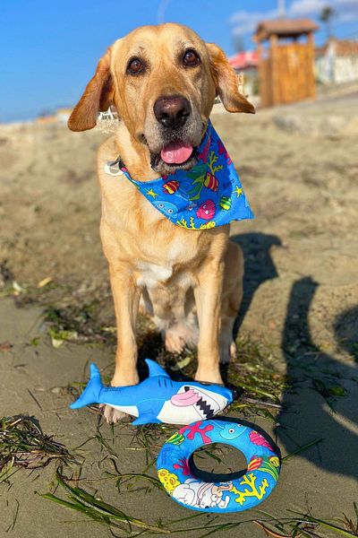 Havhav Plush Bagel Dog Toys - Seaside Pans Set