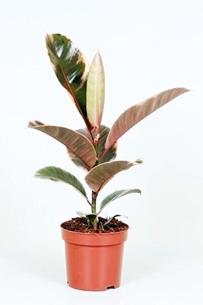Cemre Garden Ficus Elastica Belize - Pembe Alacalı Kauçuk Çiçeği - Ev Ofis Salon Iç Mekan Bitkisi - 50 Cm
