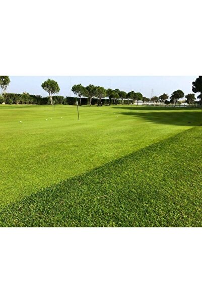 Genel Markalar İngiliz Çimi (lolium Perenne) 1 kg Çim Tohumu