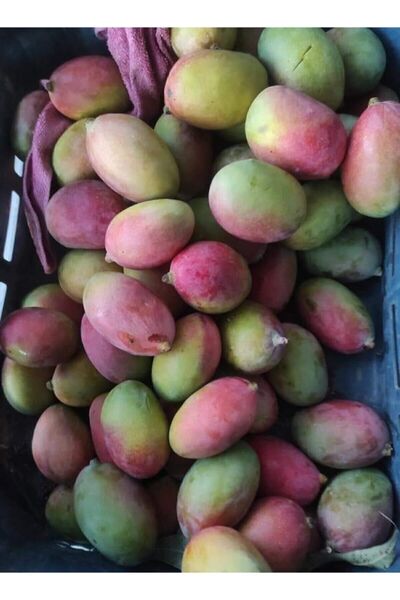 YAĞMUR FİDANCILIK Aşı Istemeyen Mango Fidanı - 60 Cm-80 Cm