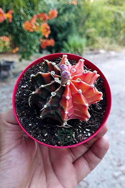 Toptan Kaktüs Gymnocalycium Mihanovichii Variegata köklü çok renkli kirmizi turuncu yeşil büyük boy koleksiyon