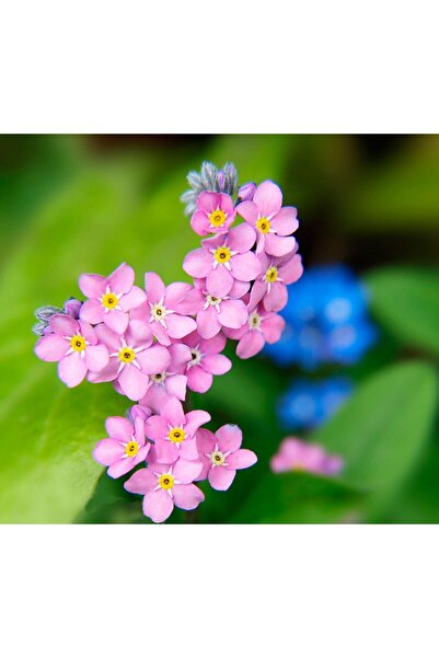 Tohum Dünyası 50 Adet Pembe Çiçekli Beni Unutma Çiçeği Tohumu