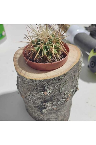 Oduncudünyası Doğal Ahşap Kütük Skulent Saksı