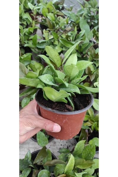 Ravza Çiçekçilik Mum Çiçeği 13 Cm Saksıda Pembe Renkli Çok Köklü Dolgun Ve Formlu