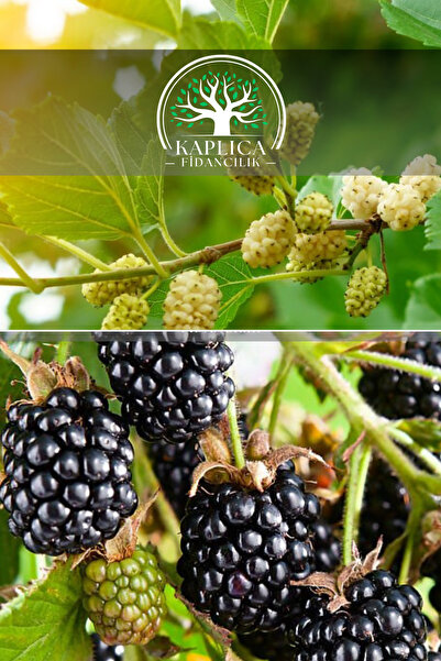 KAPLICA FİDANCILIK 2 Adet Meyve Fidanı Beyaz Dut ve Böğürtlen 3 Yaş