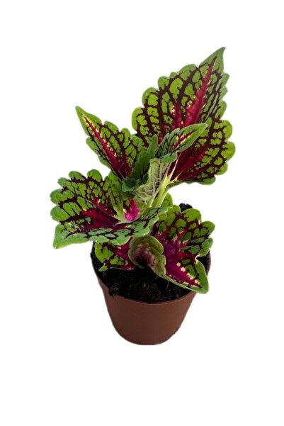 ÇİÇEKFLİX Yaprak güzeli gökkuşağı bodur kaktüs cinsi kolyos 10-13cm