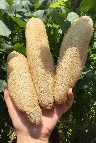 ZENGARDEN EV VE BAHÇE Lif Sünger Kabağı Tohumu Geleneksel Luffa Cylindrica