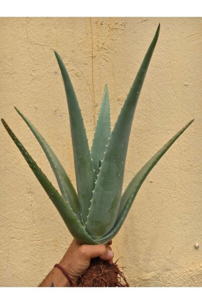 FidanBudur Aloe Vera Bitkisi Çok Büyüyen Fidan, Bol Yavrulu 50 Cm, Köklü, Sak...
