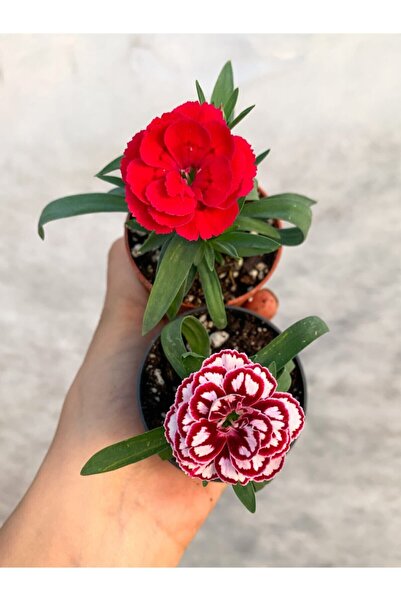 retro çiçekçilik Mini Saksıda Karışık Renk Bodur Karanfil 2 Adet Çiçekli